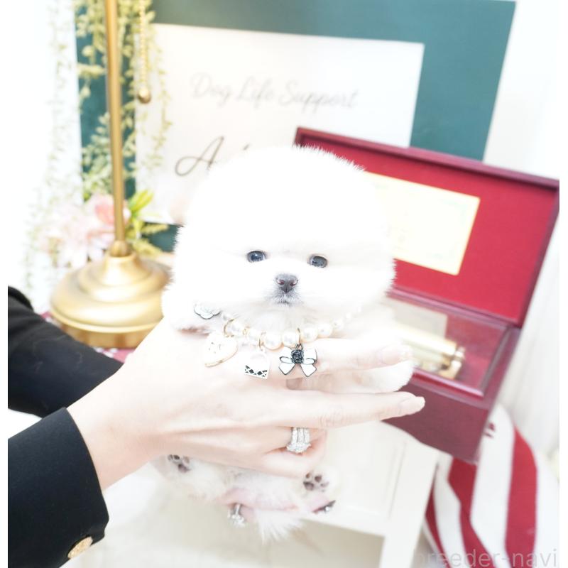 販売中の大阪府のポメラニアン-438319の4枚目