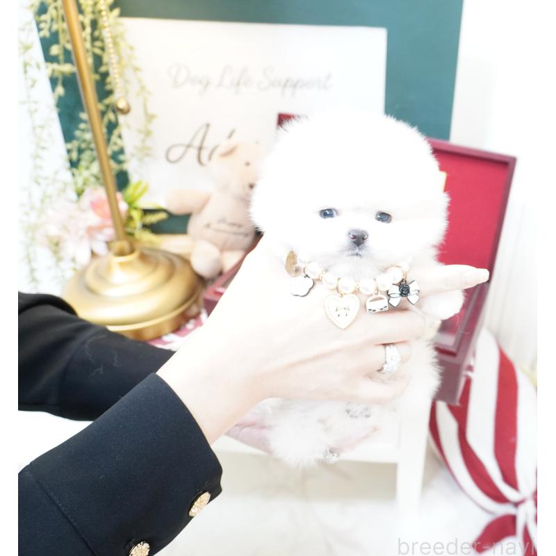 販売中の大阪府のポメラニアン-438319の3枚目