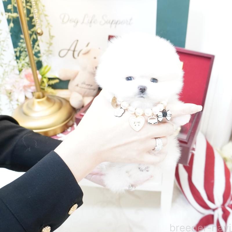 販売中の大阪府のポメラニアン-438319の2枚目