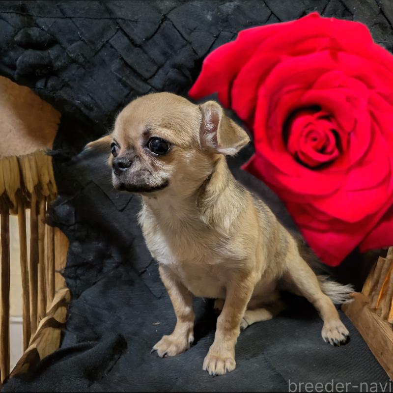 販売中の静岡県のチワワ(スムースコート)-429368の13枚目