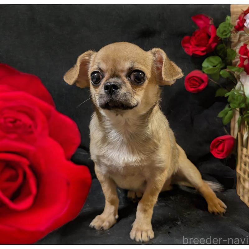 販売中の静岡県のチワワ(スムースコート)-429368の11枚目