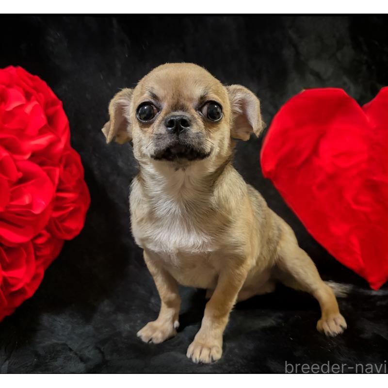 販売中の静岡県のチワワ(スムースコート)-429368の8枚目