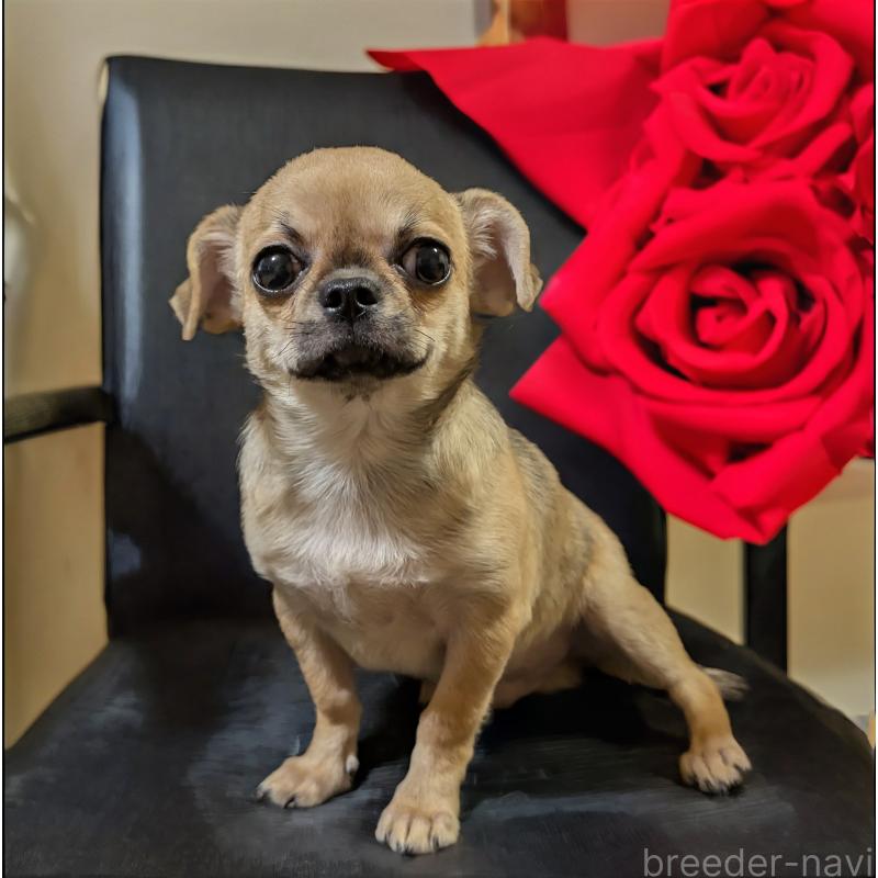 販売中の静岡県のチワワ(スムースコート)-429368の7枚目