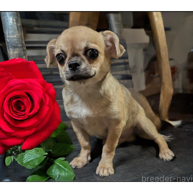 販売中の静岡県のチワワ(スムースコート)-429368の5枚目