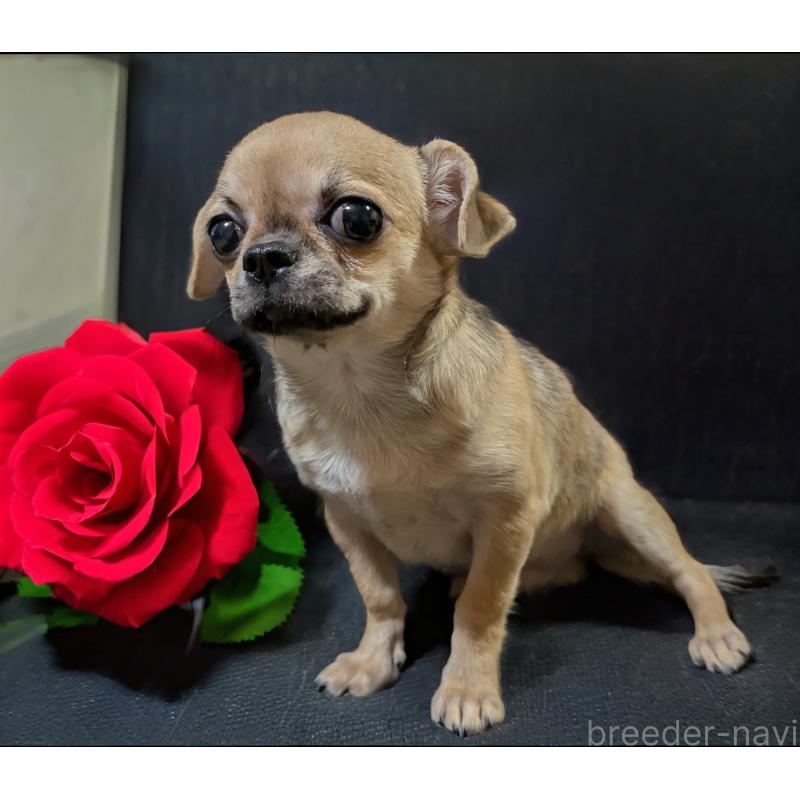 販売中の静岡県のチワワ(スムースコート)-429368の4枚目