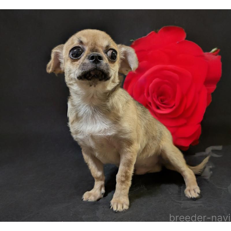 販売中の静岡県のチワワ(スムースコート)-429368の3枚目