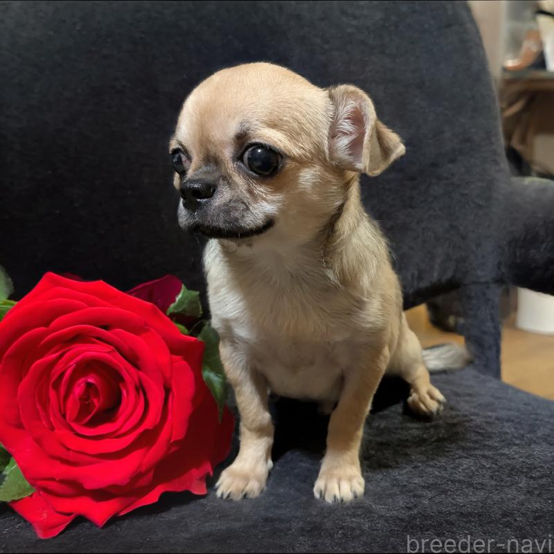 販売中の静岡県のチワワ(スムースコート)-429368の2枚目