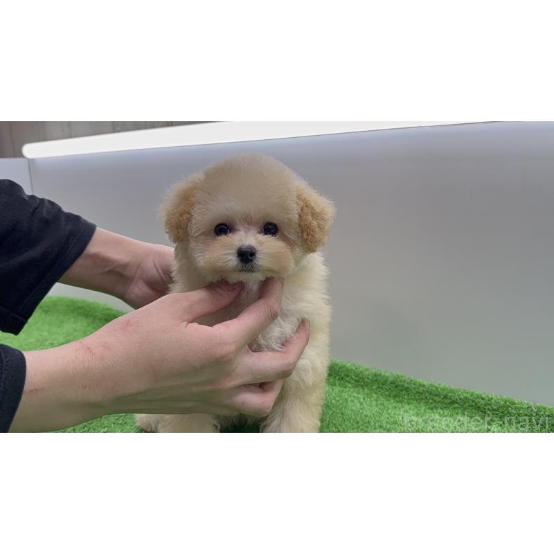 販売中の東京都のティーカッププードル-438317の3枚目