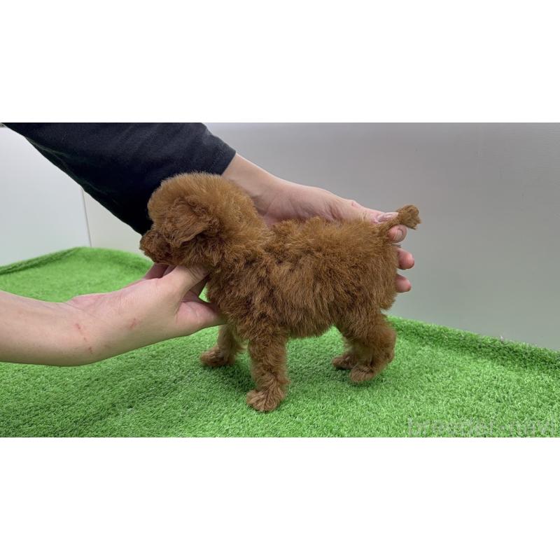 販売中の東京都のティーカッププードル-438318の7枚目