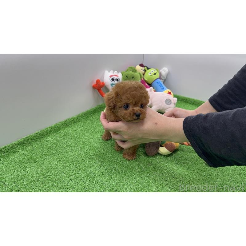 販売中の東京都のティーカッププードル-438318の5枚目