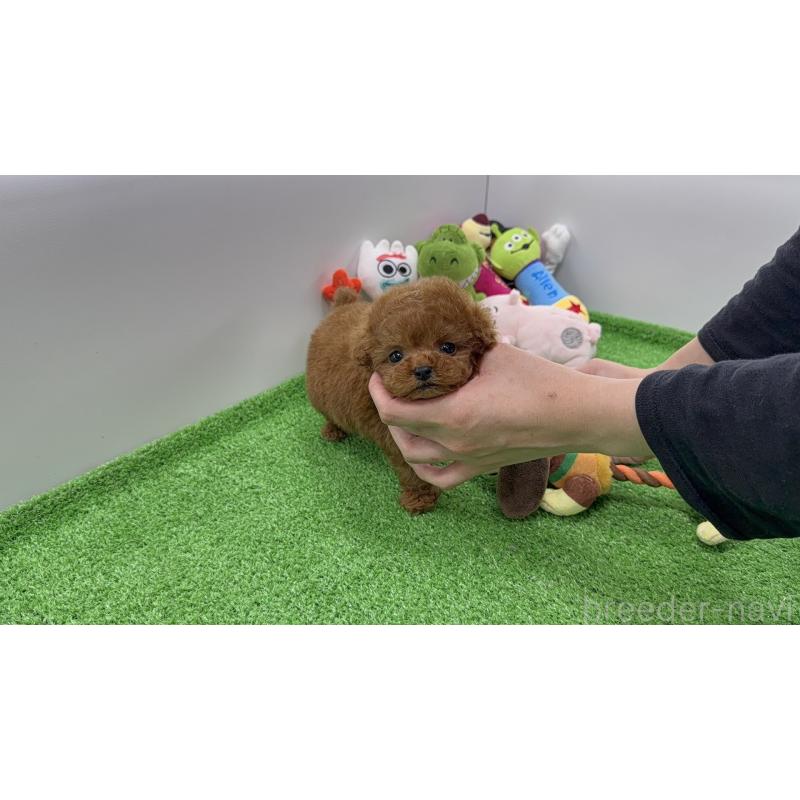 販売中の東京都のティーカッププードル-438318の3枚目