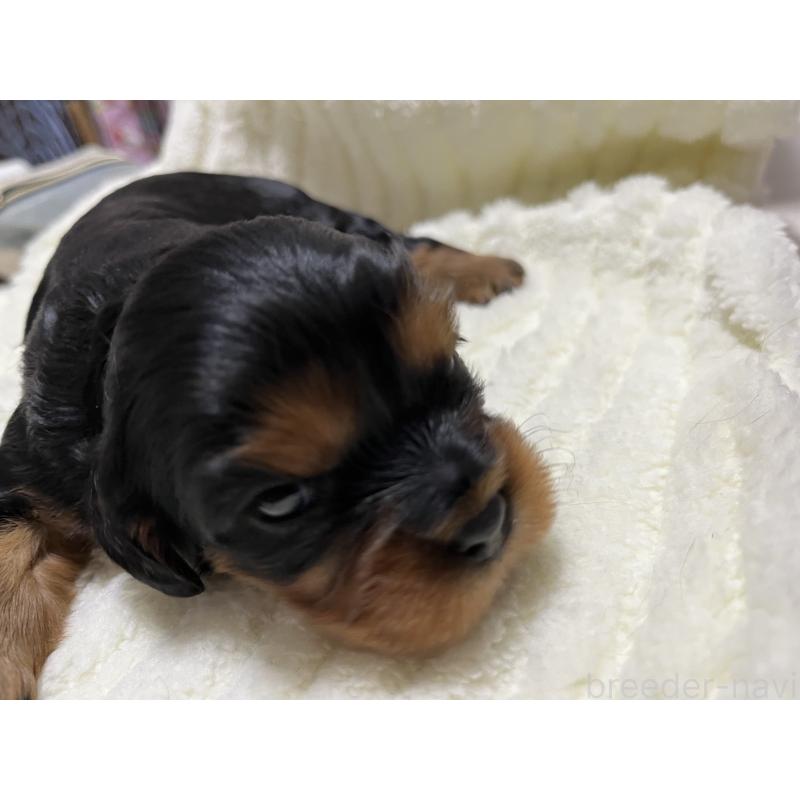 販売中の愛知県のキャバリアキングチャールズスパニエル-435142の3枚目