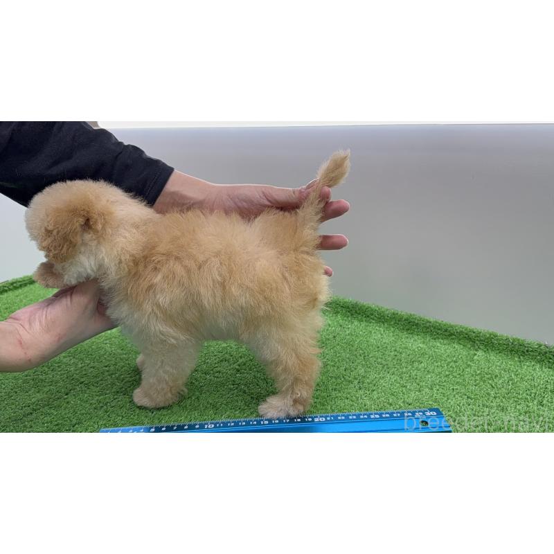 販売中の新潟県のティーカッププードル-438321の6枚目