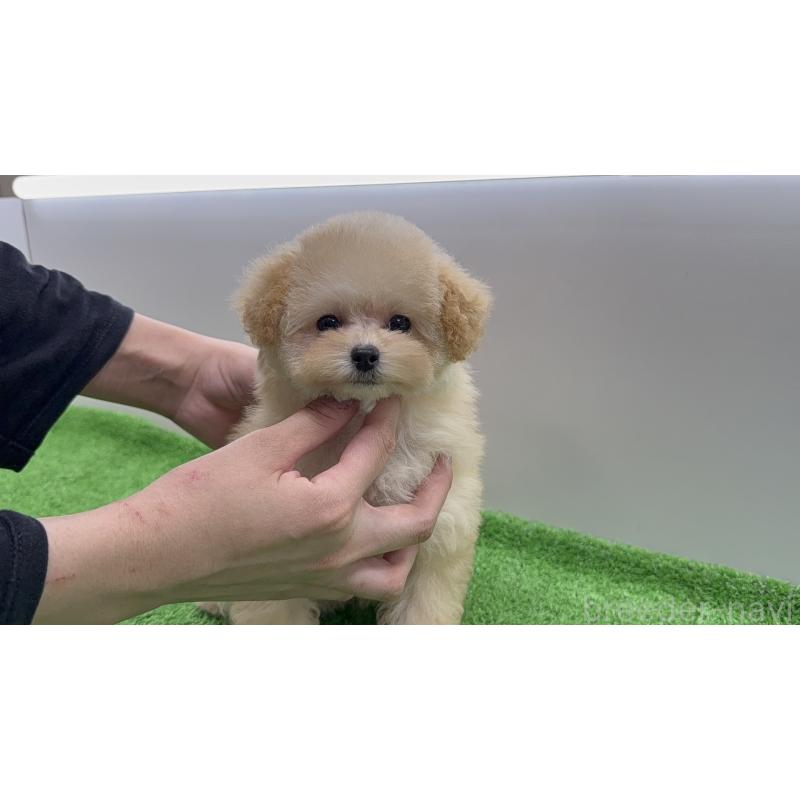 販売中の新潟県のティーカッププードル-438321の5枚目