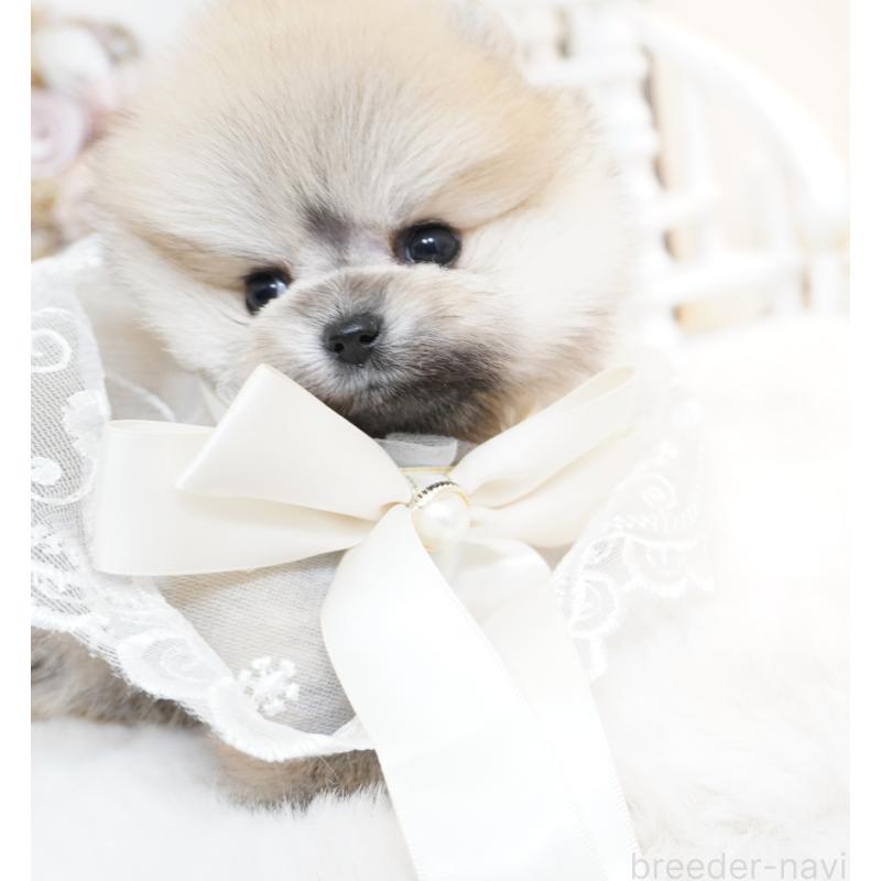 販売中の大阪府のポメラニアン-438320の14枚目