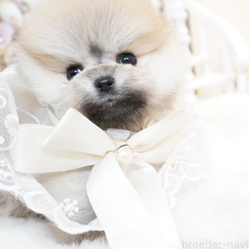 販売中の大阪府のポメラニアン-438320の13枚目