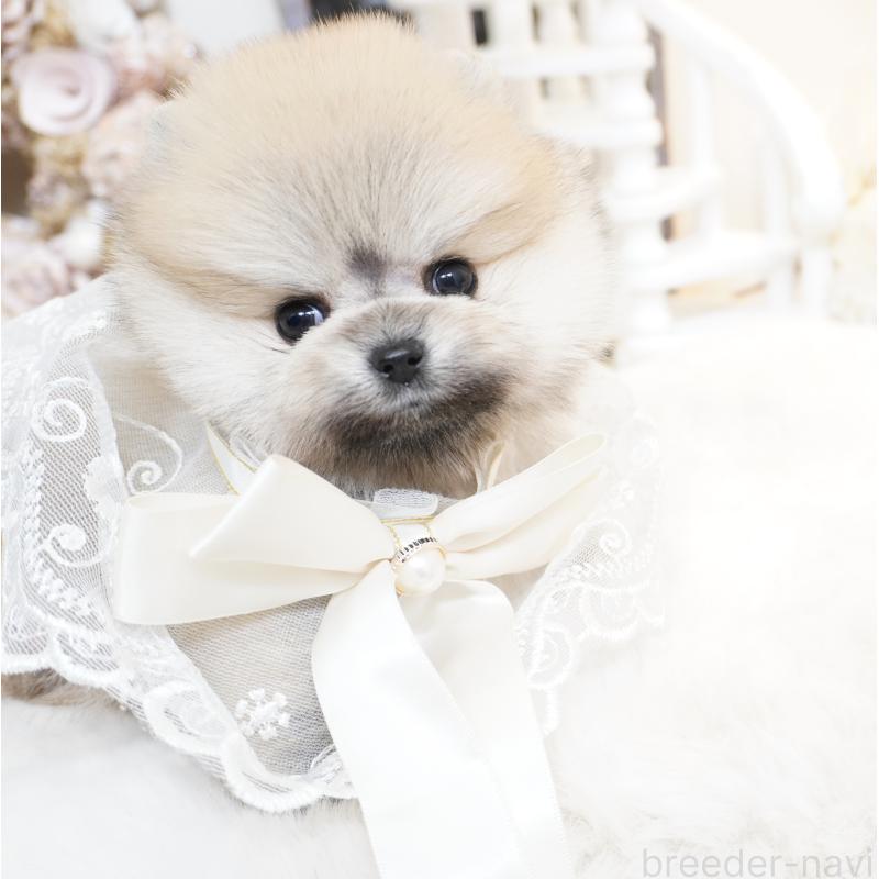 販売中の大阪府のポメラニアン-438320の12枚目