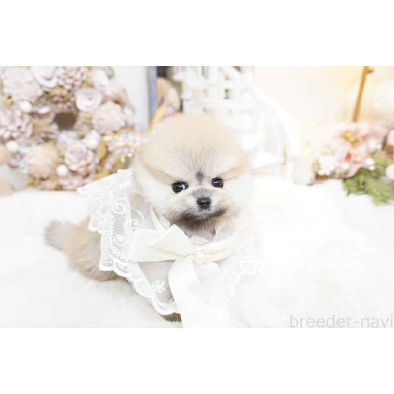 販売中の大阪府のポメラニアン-438320の10枚目