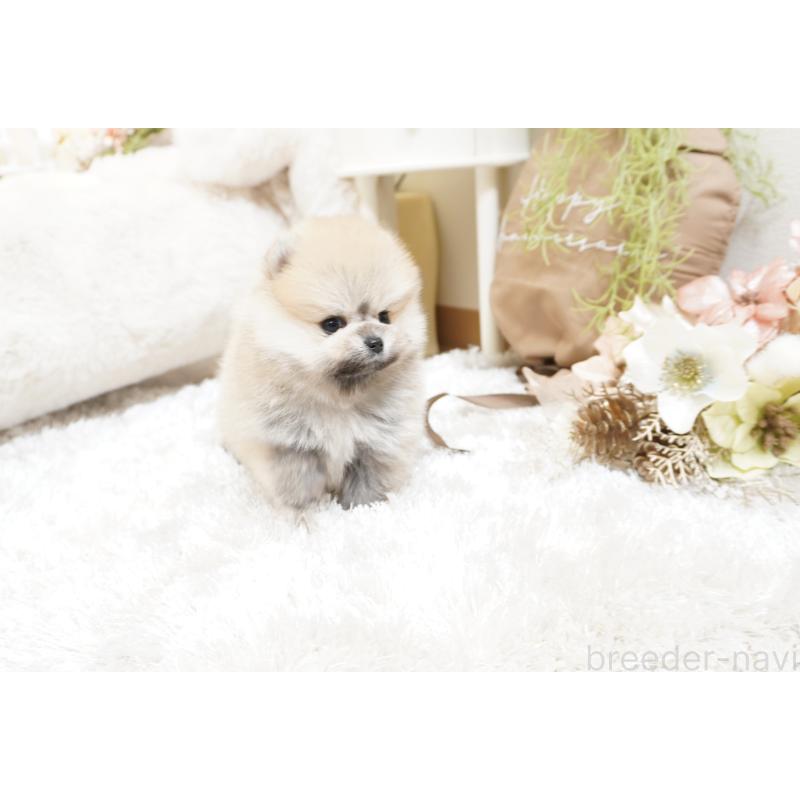 販売中の大阪府のポメラニアン-438320の8枚目