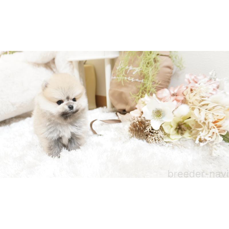 販売中の大阪府のポメラニアン-438320の7枚目