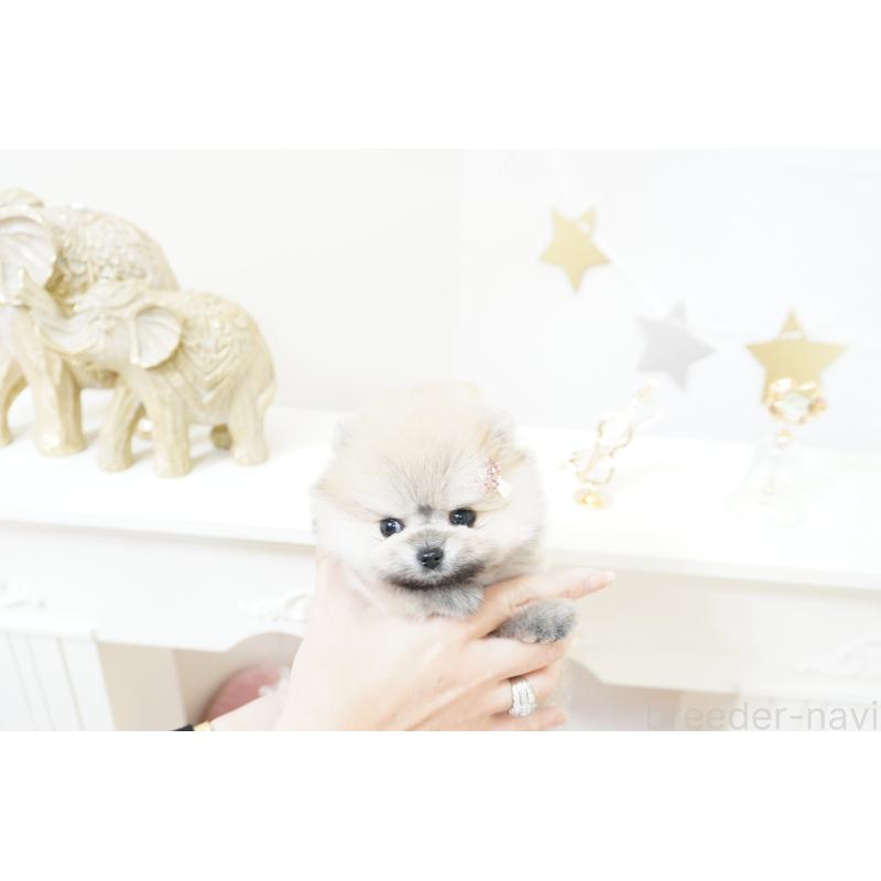 販売中の大阪府のポメラニアン-438320の6枚目