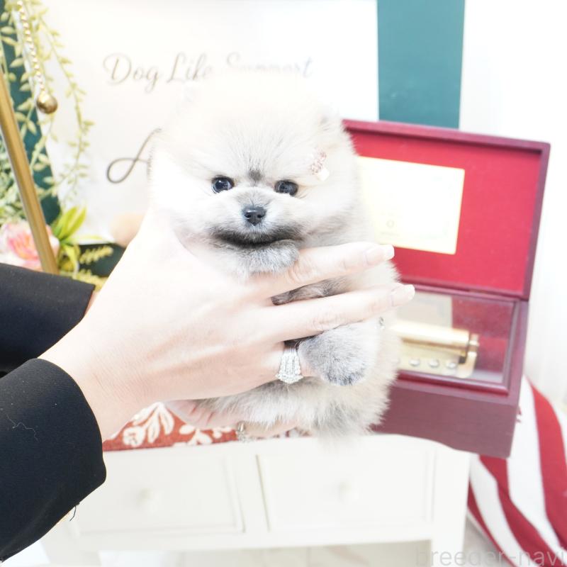 販売中の大阪府のポメラニアン-438320の4枚目