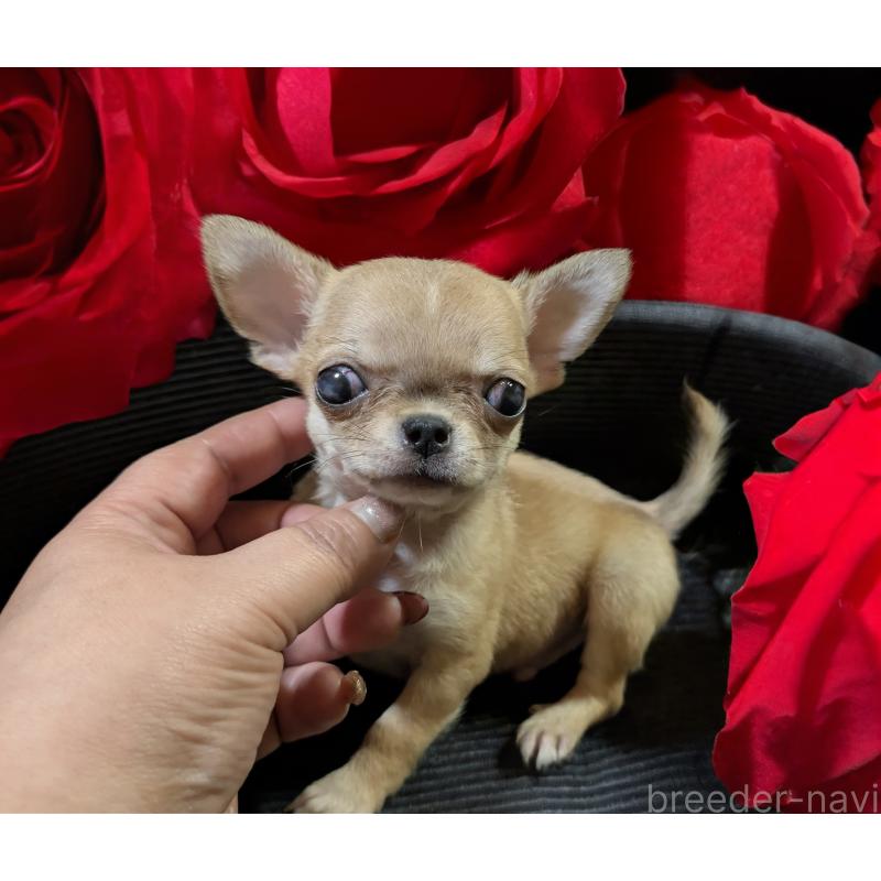 販売中の静岡県のチワワ(スムースコート)-430320の8枚目