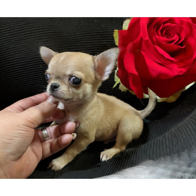 販売中の静岡県のチワワ(スムースコート)-430320の7枚目