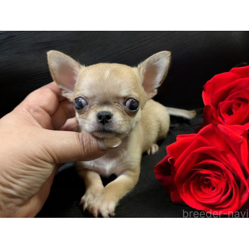 販売中の静岡県のチワワ(スムースコート)-430320の6枚目