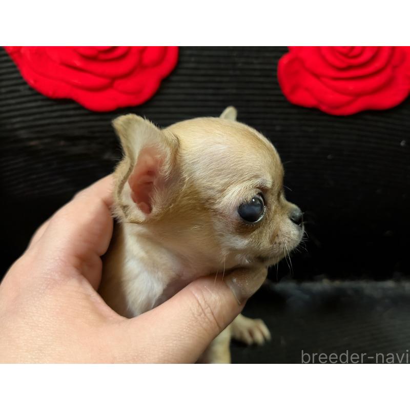 販売中の静岡県のチワワ(スムースコート)-430320の5枚目