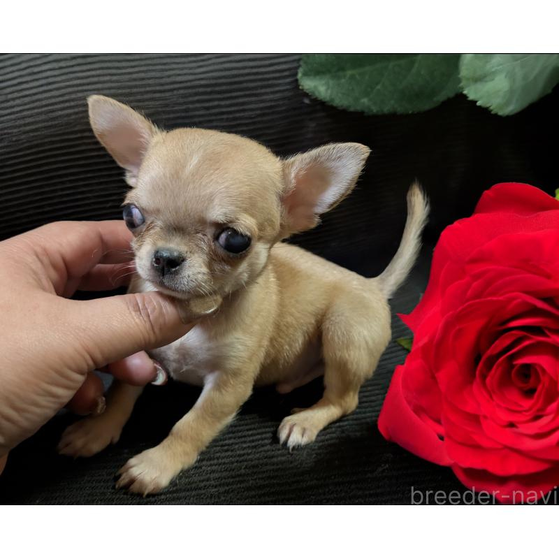 販売中の静岡県のチワワ(スムースコート)-430320の4枚目