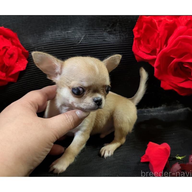 販売中の静岡県のチワワ(スムースコート)-430320の3枚目