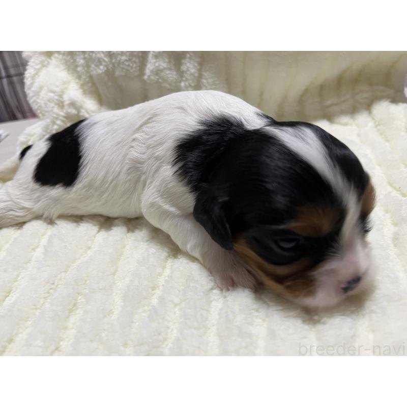 販売中の愛知県のキャバリアキングチャールズスパニエル-435136の4枚目