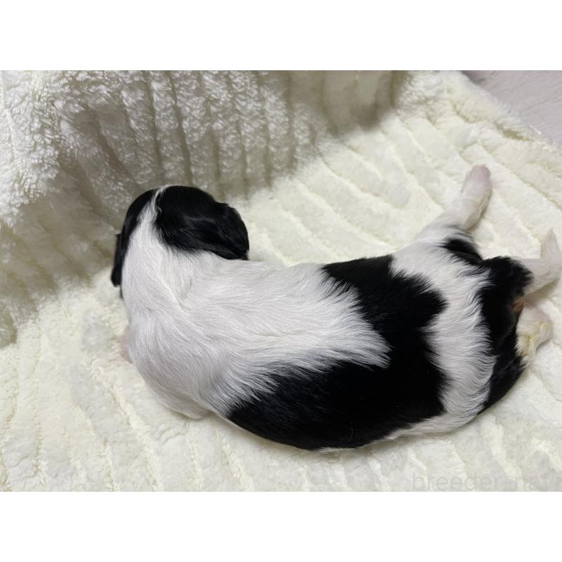 販売中の愛知県のキャバリアキングチャールズスパニエル-435136の3枚目