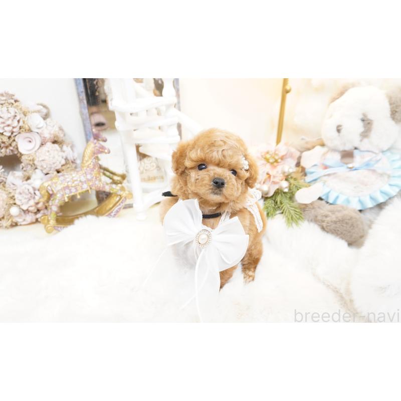 販売中の大阪府のティーカッププードル-438322の8枚目