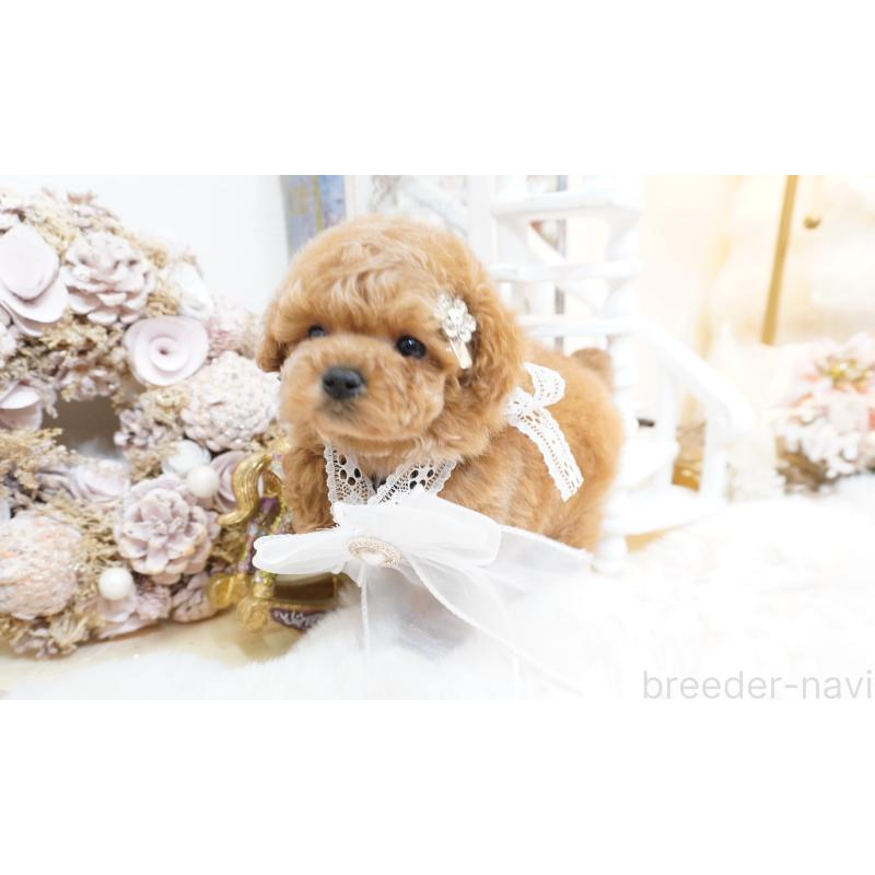 販売中の大阪府のティーカッププードル-438322の7枚目