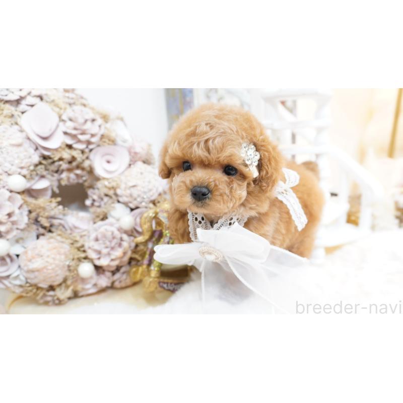 販売中の大阪府のティーカッププードル-438322の6枚目