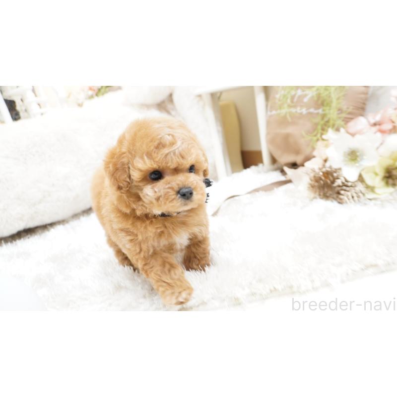 販売中の大阪府のティーカッププードル-438322の4枚目