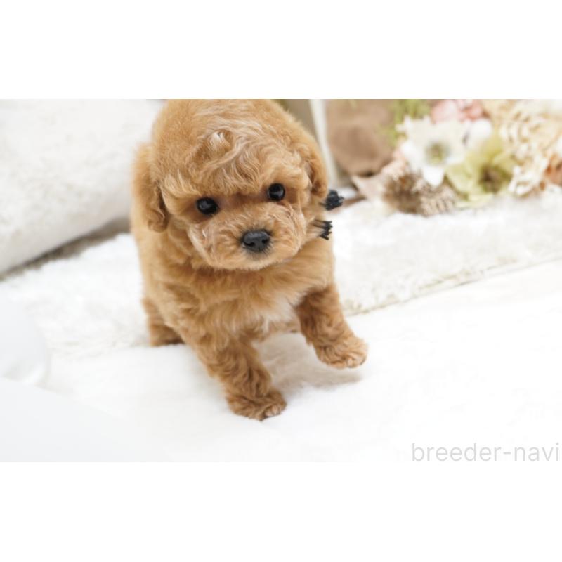 販売中の大阪府のティーカッププードル-438322の3枚目