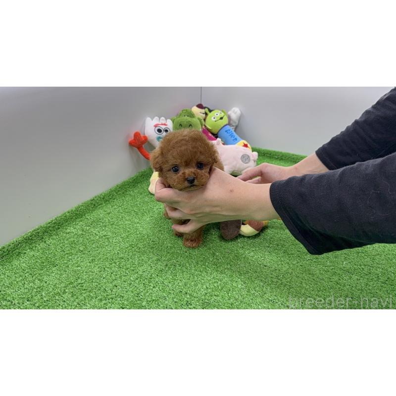 販売中の新潟県のティーカッププードル-438323の6枚目