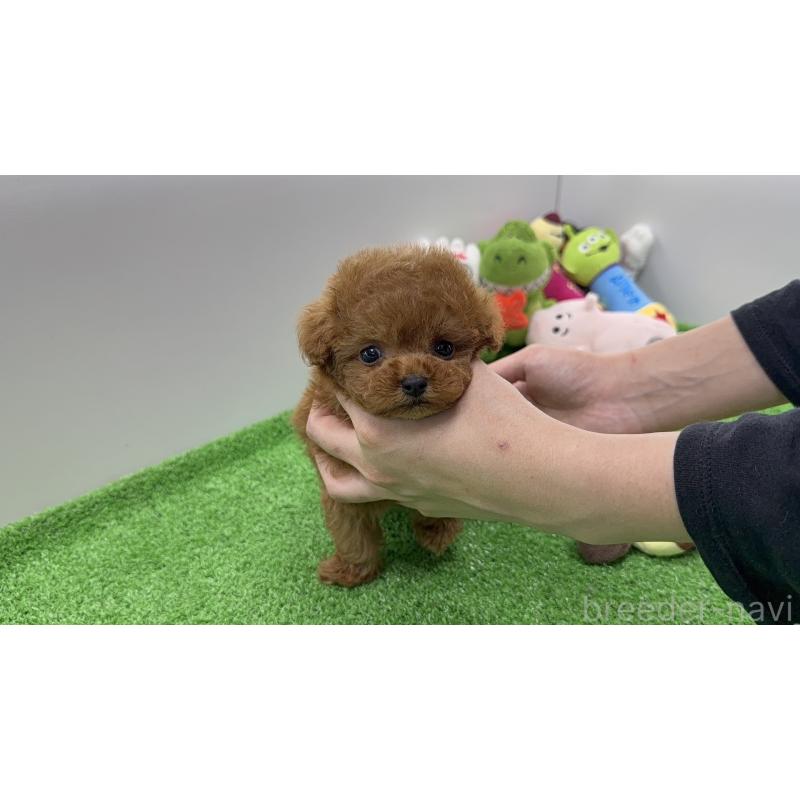 販売中の新潟県のティーカッププードル-438323の5枚目