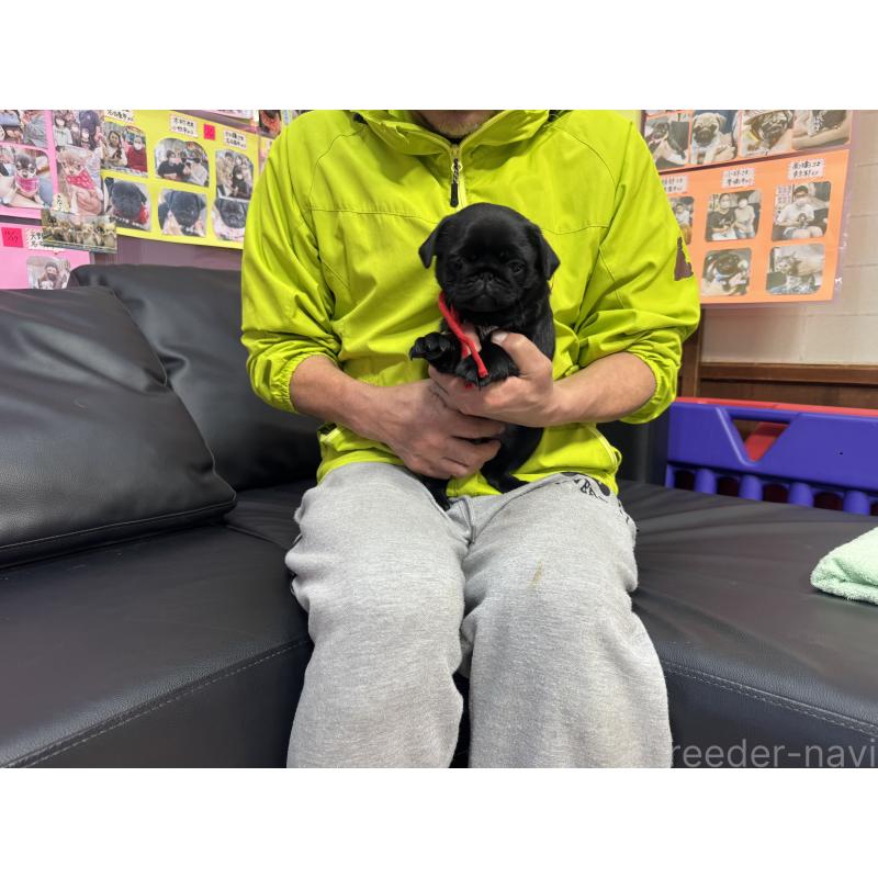 成約済の岐阜県のパグ-432078の4枚目