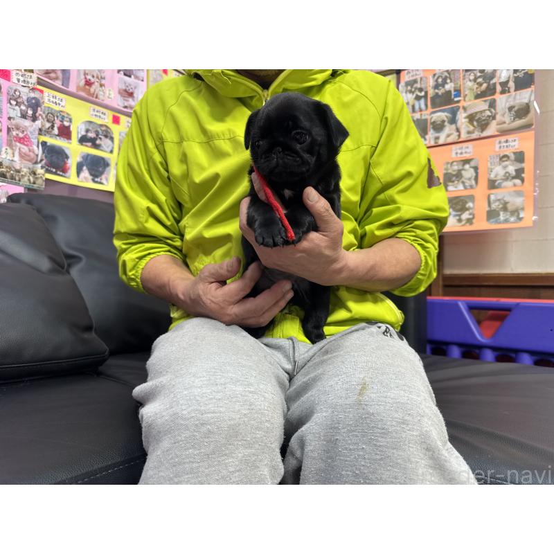 成約済の岐阜県のパグ-432078の3枚目