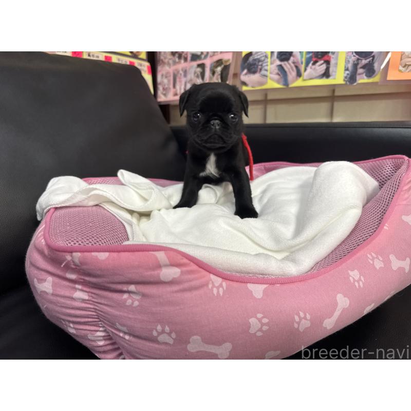 成約済の岐阜県のパグ-432152の4枚目