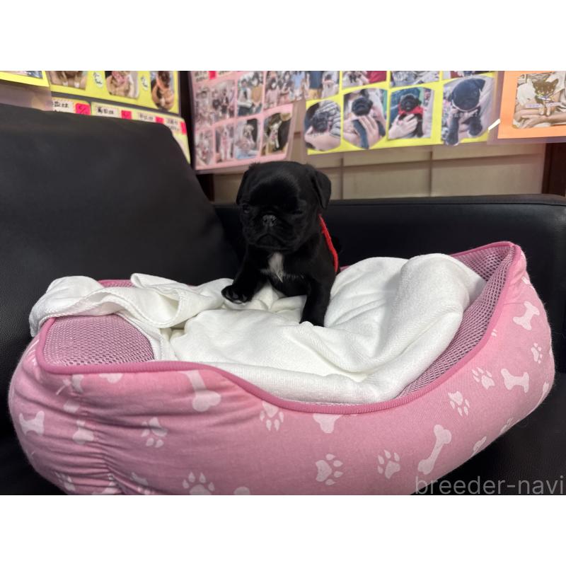 成約済の岐阜県のパグ-432152の3枚目