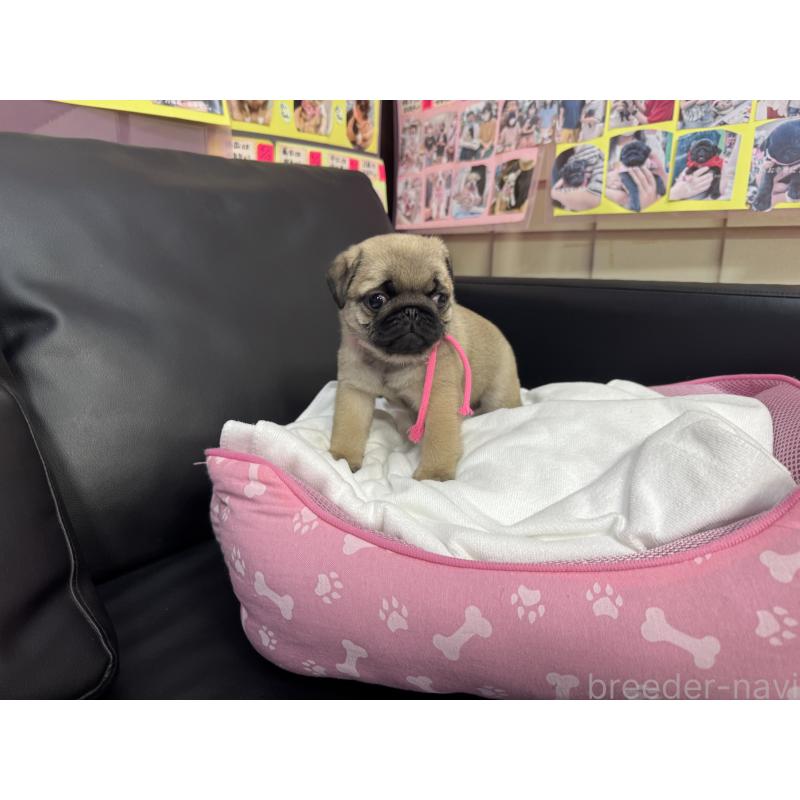 成約済の岐阜県のパグ-432157の4枚目