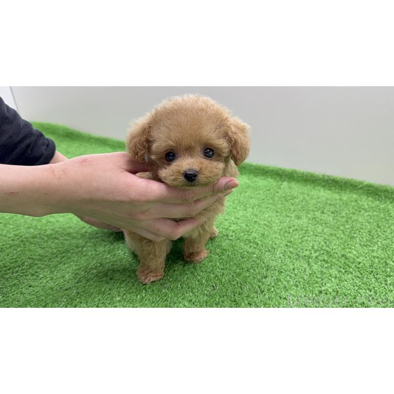 販売中の新潟県のティーカッププードル-438324の4枚目