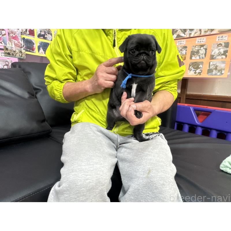 成約済の岐阜県のパグ-432151の3枚目