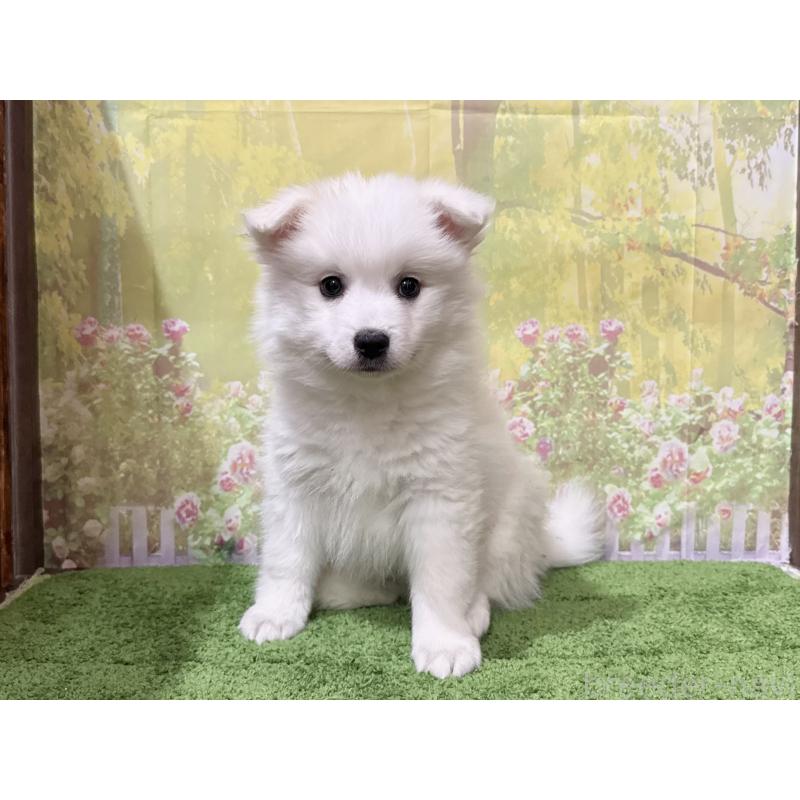 販売中の埼玉県の日本スピッツ-438325の4枚目