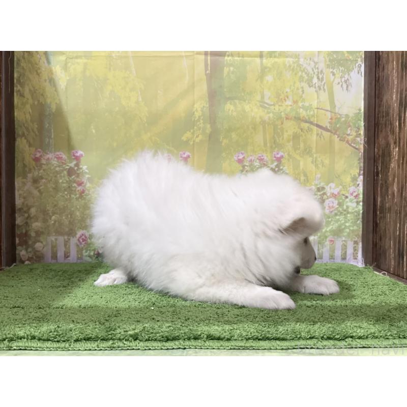 販売中の埼玉県の日本スピッツ-438325の2枚目